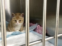 石狮日报数字报