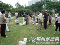 北江滨锦江园　宠物过节十分热闹