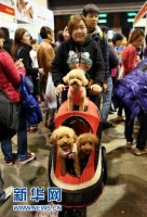 2014香港宠物节落幕