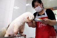 春节宠物寄养市场火爆背后的行业乱象与规范诉求