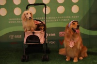 南海瞻云宠物嘉年华举行，佛山的猫猫狗狗们举办了一场时装秀！