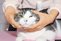 猫咪成日本经济学新贵 喵星人身价3年涨6成