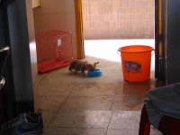 毕业后回阳江，工作也稳定了，想养一只小狗，柯基、泰迪、博美都喜欢，以前读大学时养了一只折耳猫，毕业时同学带回去了【阳江宠物吧】