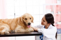 宠物类的证书有哪些？怎么考？报考条件