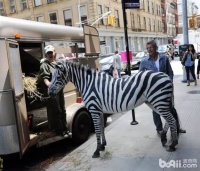 盘点10个最受欢迎的与动物相关的职业，你听说过几个？