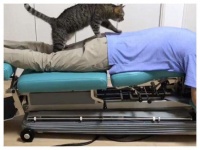 新来的猫咪按摩师，为客人提供全套按摩服务，试过都舍不得离开