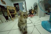 怎么防止猫咪咬电线