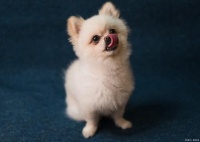 幼犬半夜一直哀求的叫怎么办？