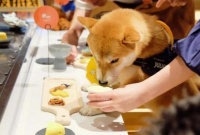 新兴职业宠物营养师主要工作