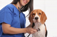 宠物营养师资格证怎么考？报考条件有哪些？