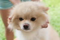 宠物营养师证书的用途，你知道几个？