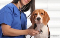 宠物营养师证书报名条件？报名流程？拿证时间？适合人群？