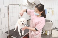 宠物美容、宠物医院、宠物保险……“它经济”持续升温