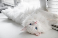 带着宠物搬迁？太麻烦了！养宠人必须要了解的宠物托运知识