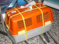 怎么把小狗托运到外地去