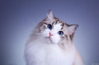 宠物猫怎么卖出去