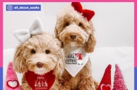 不搞智能用品，宠物品牌如何高价卖爆欧美