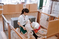 宠物市场，下一个财富聚集地！深入解析市场需求、竞争对手及成功创业案例