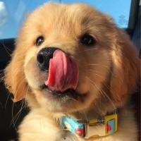 2024宠物展｜上海国际宠物用品展｜带您玩转宠物行业新赛道