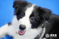 2023广州宠物展｜国内宠物博览会｜关注宠物经济