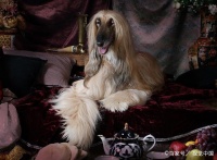 高星级酒店宠物难入住，但这种狗狗能随便住五星级酒店