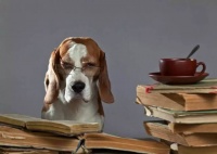 宠物的酒店可以壕到什么程度？！