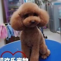 【petel宠物酒店】petel宠物酒店电话，petel宠物酒店地址