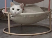 这个生意火了！宠物酒店寄养一晚价格堪比快捷酒店！？还一“房”难求？