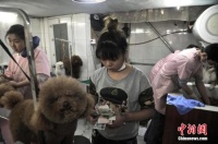 宠物酒店在合肥兴起 春节生意火爆