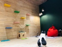 24小时自助宠物店落户北京：自助洗澡、SPA、还有配套胶囊酒店