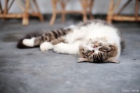 你家猫咪真的听得出你的脚步声吗？