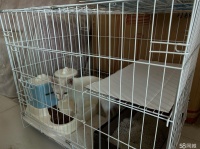 西安宠物赠送/领养电话