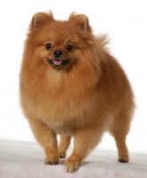 首届陕西宠物产业创新发展论坛将于5月9日在西安举办