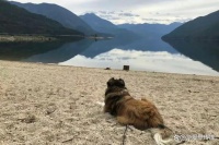 十个被宠物“救命”的暖心故事，每个都深深的打动了我们的心