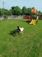 武汉宠物搜救电话