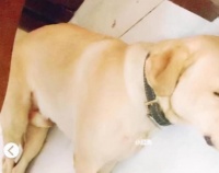 我的狗丢了三天两夜，爱宠救援队经过两个小时的寻找成功找回