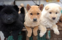 大揭秘—上海领养和救助流浪猫儿狗儿也能赚大钱