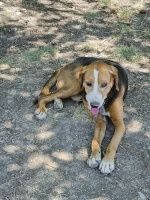 救助流浪动物的步骤