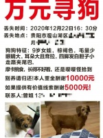 值不值？花近万元请“救援队”找爱犬，结果打水漂，双方看法不一