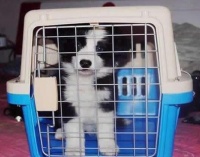 仪征搬家总结猫狗宠物搬家的小贴士