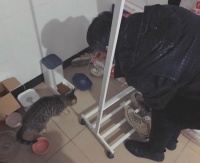 没有遗忘，尽心呵护——疫情下中国人展开动物救援