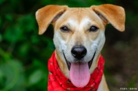 紧急救援：狗狗心肺复苏的正确操作步骤