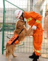 救援犬走丢后，做出这三个反应惊呆了网友，你觉得有用吗？