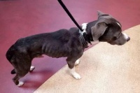 女子搬家遗弃宠物，猫咪被饿死，狗狗吃猫尸体求生…