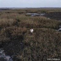 宠物狗被困泥潭，救援队用无人机挂香肠，愣是把它“钓”出来了