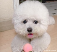 广州同城带宠物搬家真的太难了！庆幸遇到热心的搬家师傅！