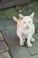 揭秘宠物殡葬的生意经：火化一只仓鼠收费700元