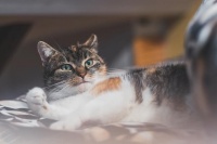 如何将猫咪安全舒适地送到千里之外的城市？