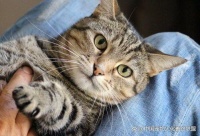 北京猫咪火化全过程图解，轻松了解宠物丧葬相关法律法规和流程！