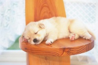 宠物搬家指南：带上宠物一起搬家咯